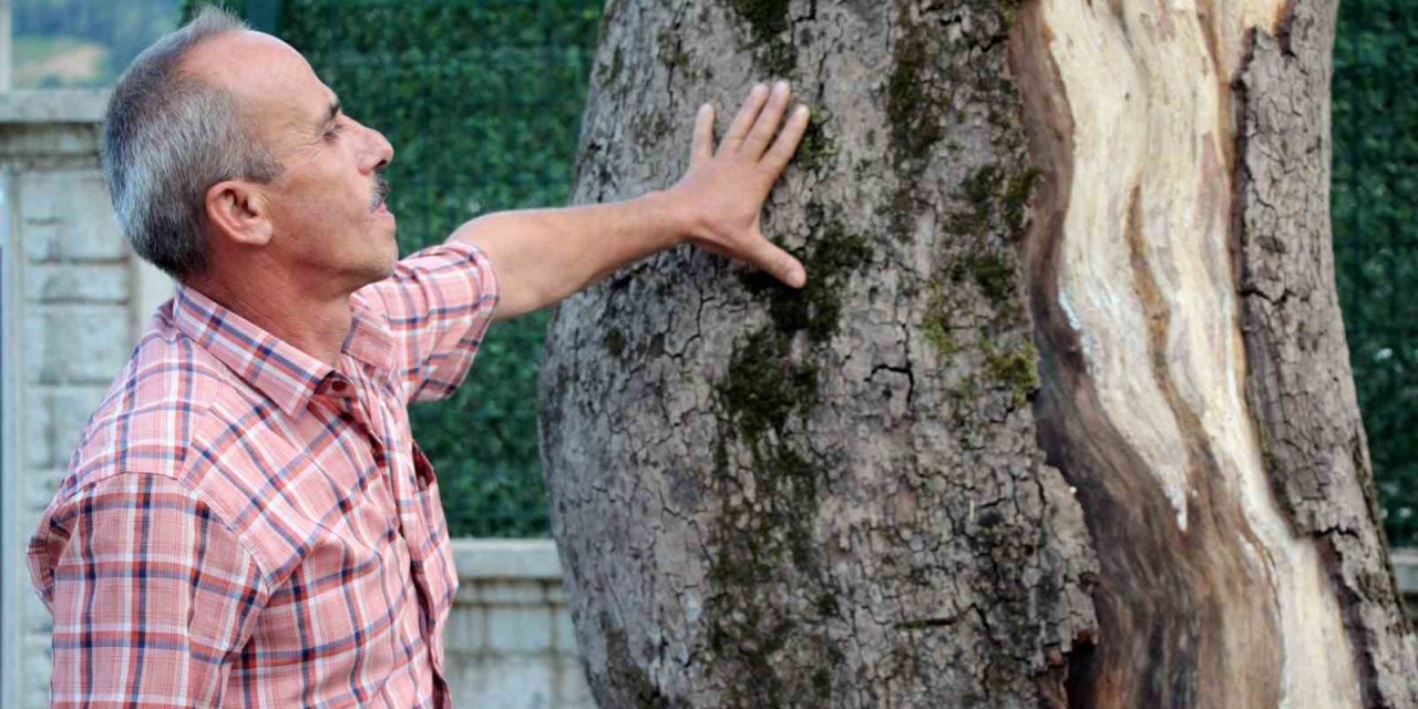 Asırlık Çınar Ağaçları Kuruyor