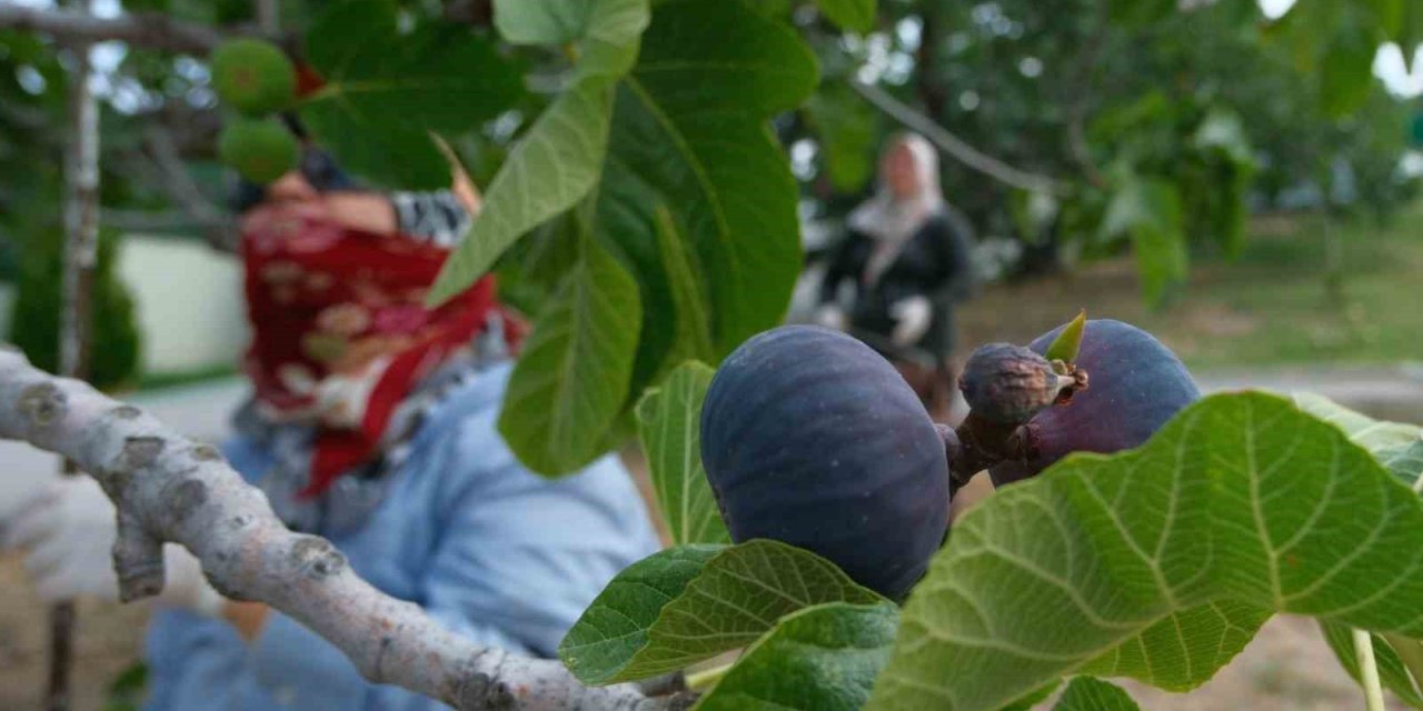 Kraliçe İncirinde Hasat Ve İhracat Başladı