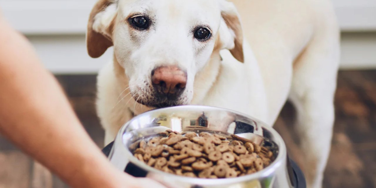Hipoalerjenik Köpek Maması Nedir?