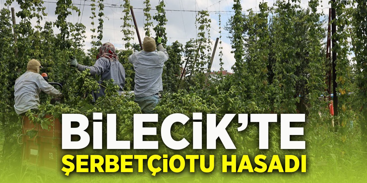 Bilecik'te Şerbetçiotu Hasadı