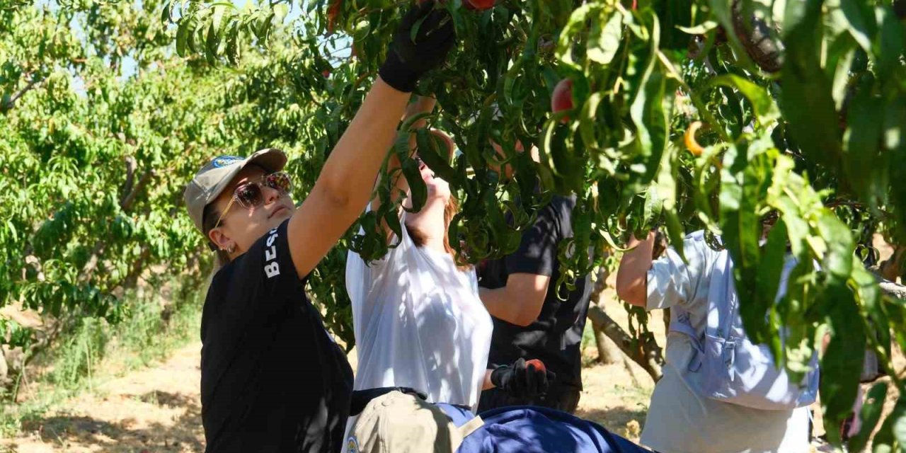 120 Çeşit Şeftaliyle ’koleksiyon Bahçesi’ Oluşturdular
