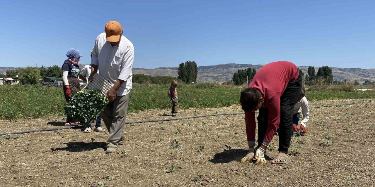 (Özel) Eskişehirli Çiftçinin Alın Teri Kuraklığa Ve Yüksek Maliyetlere Yenik Düştü