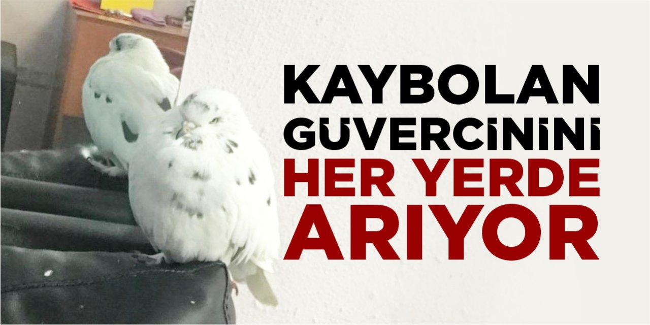 Kaybolan güvercinini her yerde arıyor