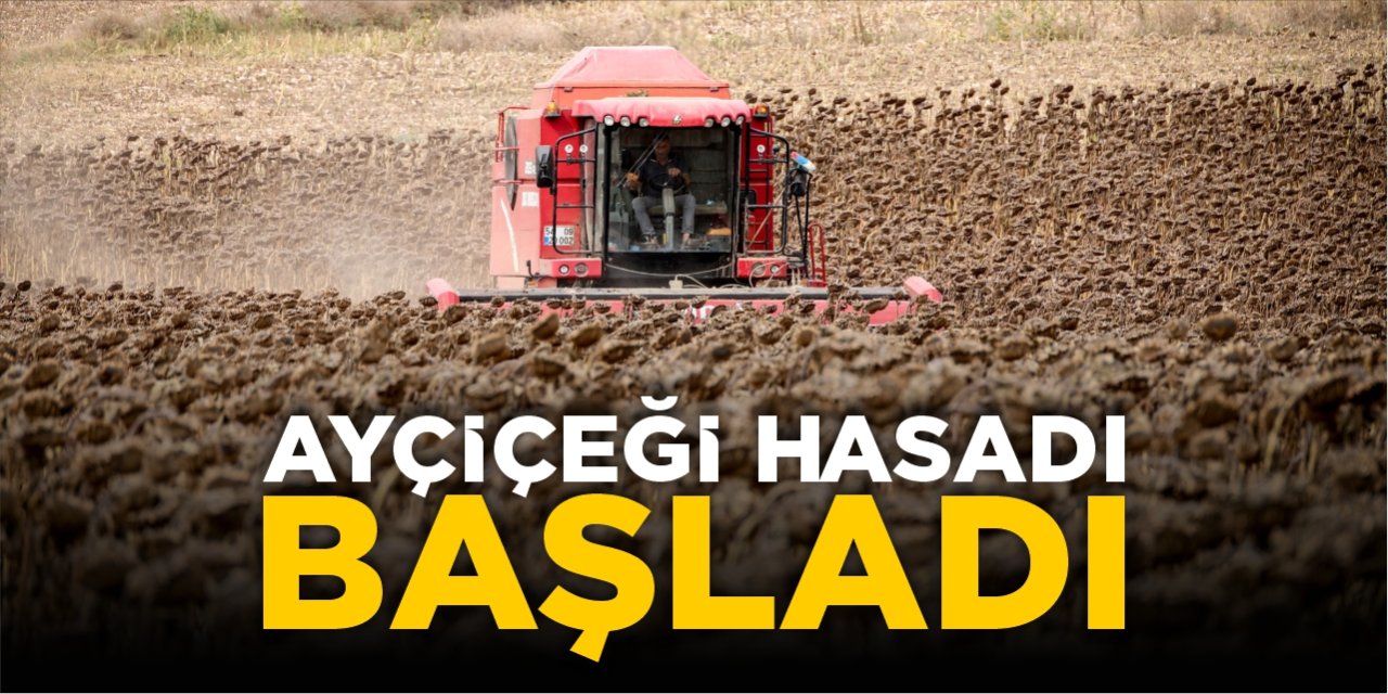 Bilecik’te ayçiçeği hasadı başladı