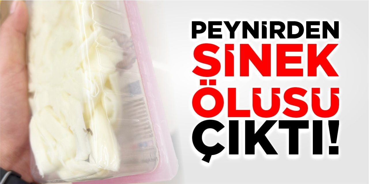 Peynirden sinek ölüsü çıktı!