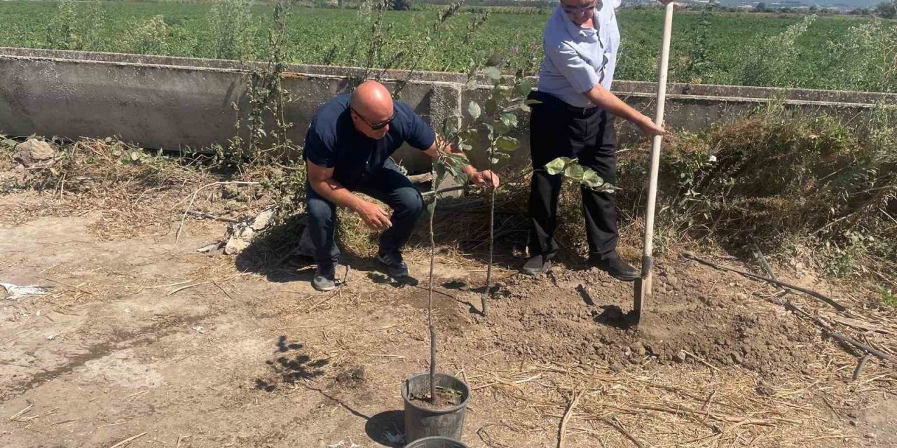 Orman Yangınlarında Kaybedilen Ağaçlar Yerine Fidan Dikilecek