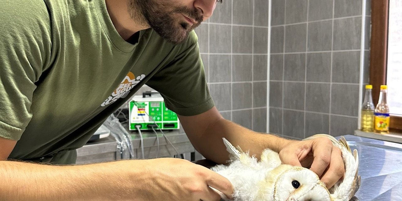 Yaralı Baykuş Tedavisinin Ardından Doğaya Bırakıldı