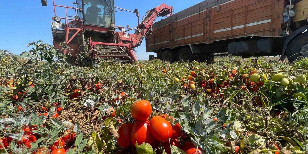 Tarımda Plansızlık, Üreticiyi Zora Sokuyor