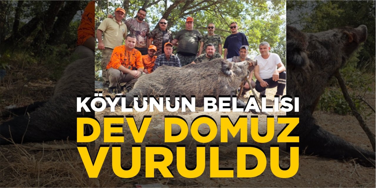 Köylünün belalısı dev domuz vuruldu