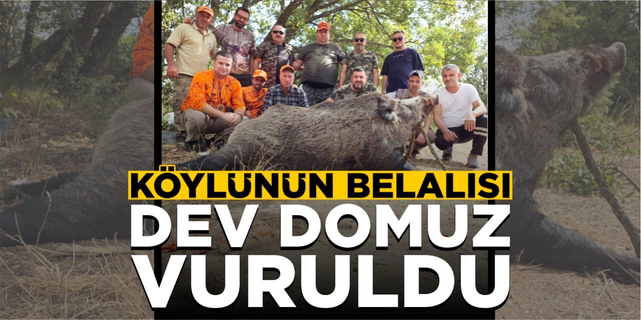 Köylünün belalısı dev domuz vuruldu