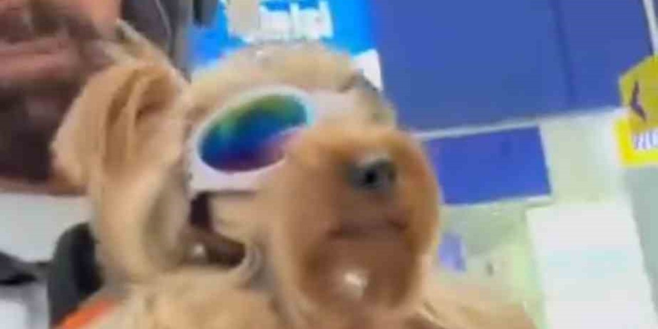 Köpeği İle Markete Alınmayan Vatandaş Tepki Gösterdi