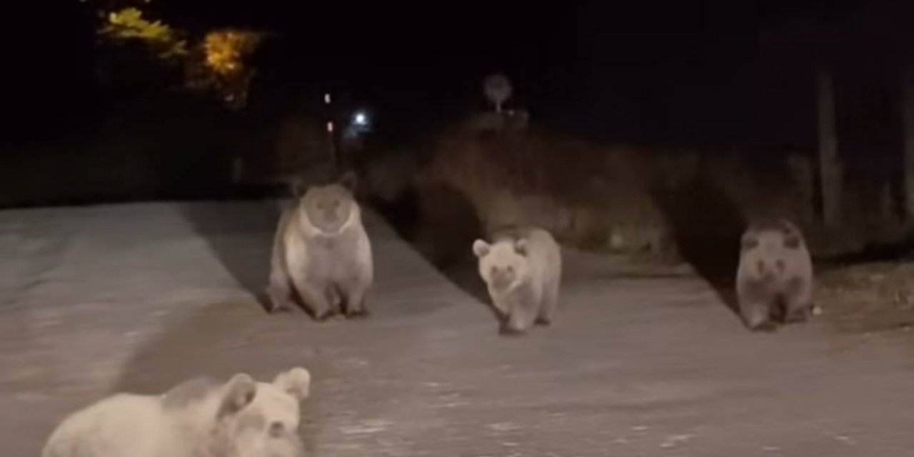 Uludağ Milli Parkı’nda Ayılarla Karşılaştı!