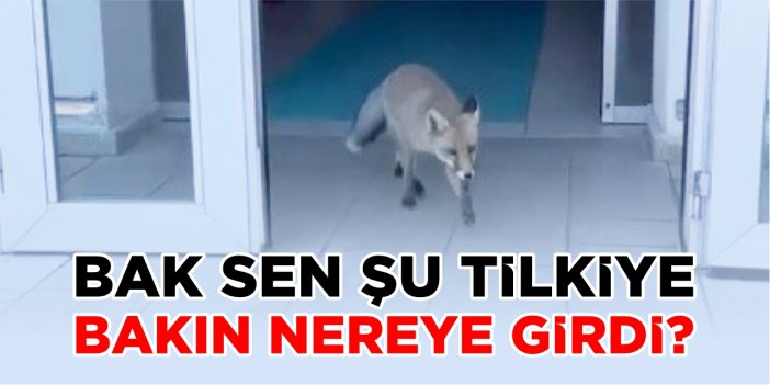 Milli Eğitim Müdürlüğü binasına giren tilki hayrete düşürdü