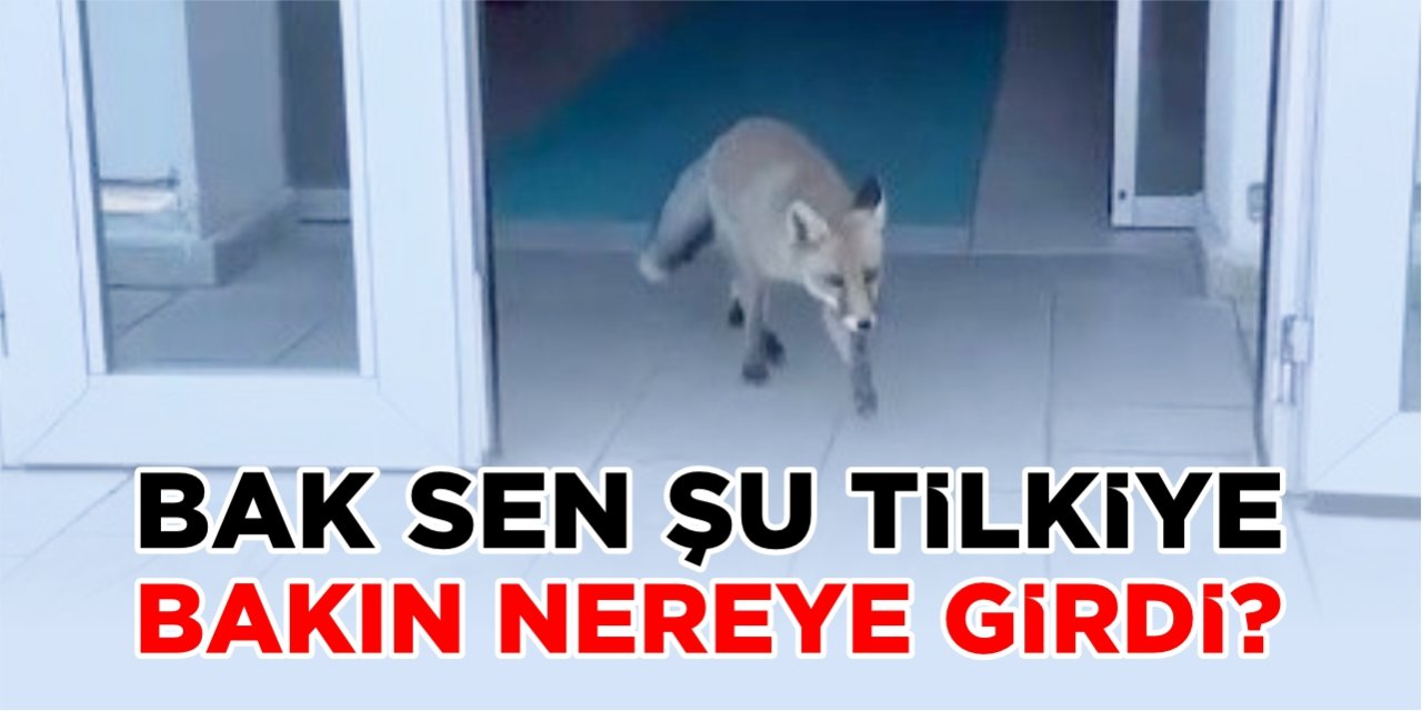 Milli Eğitim Müdürlüğü binasına giren tilki hayrete düşürdü