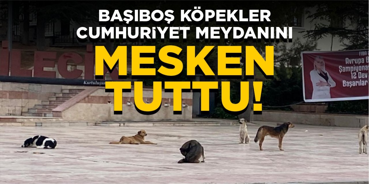 Başıboş köpekler Cumhuriyet Meydanı’nı mesken tuttu