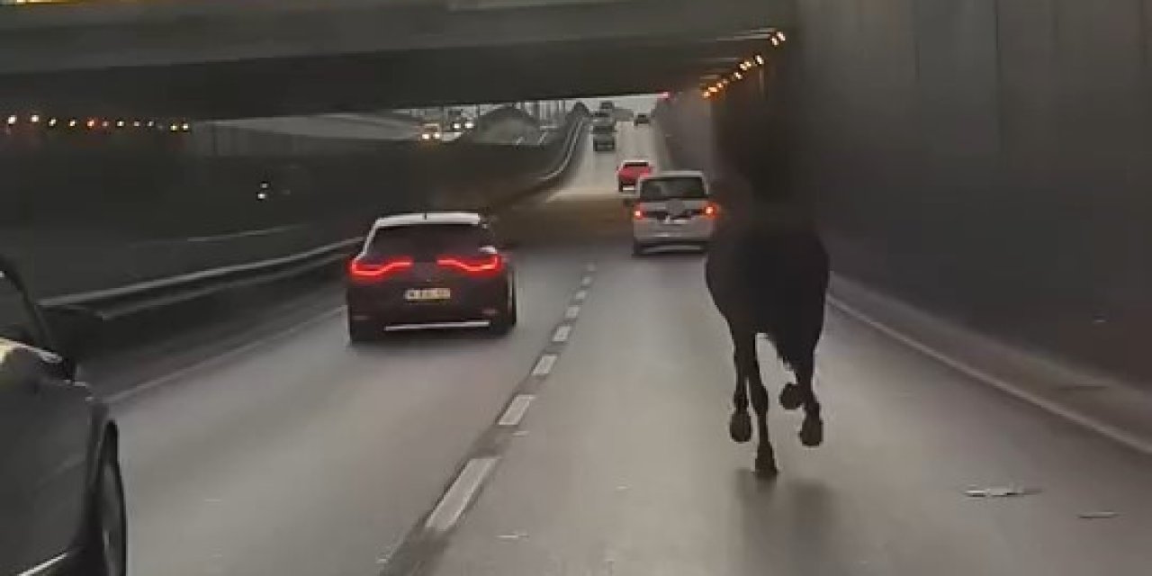 Başıboş At Trafikte Tehlike Saçtı