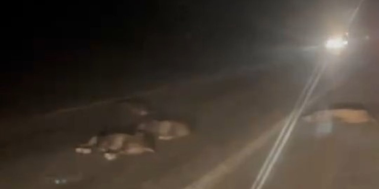 Yola Atlayan Domuz Sürüsü Telef Oldu
