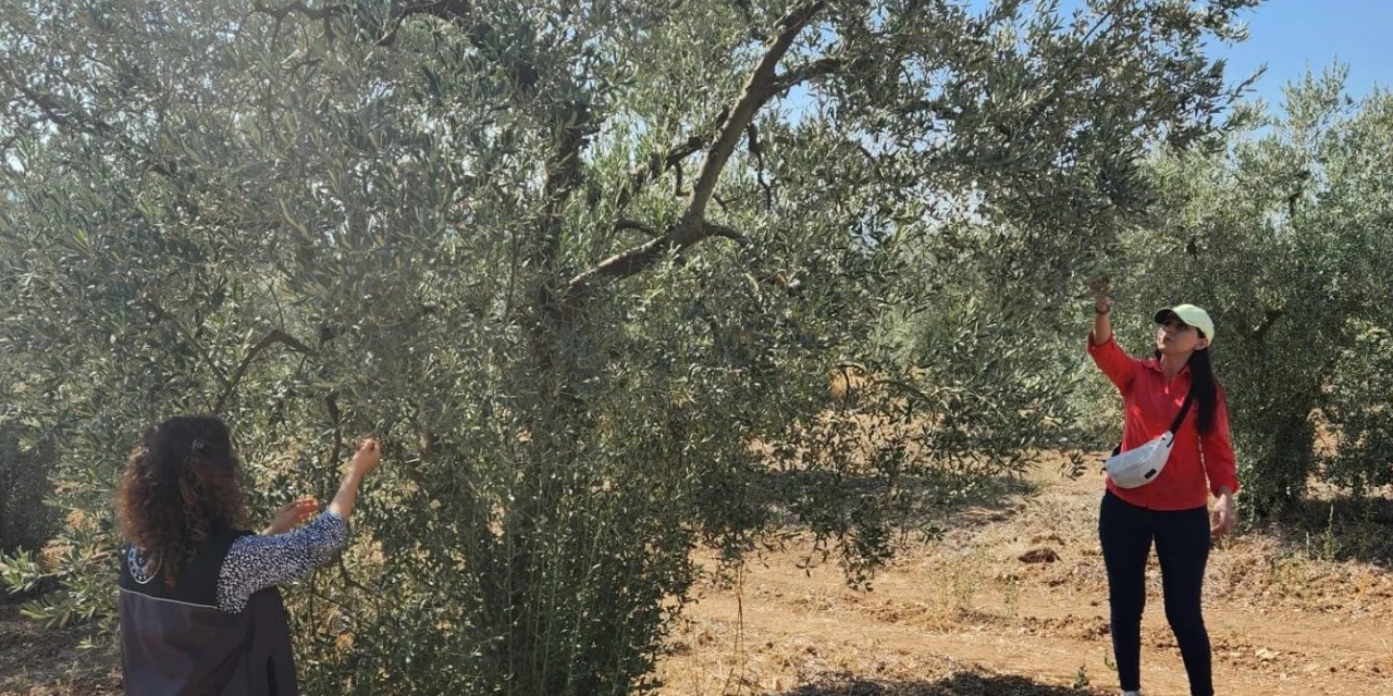Bilecik’te zeytin rekolte çalışması