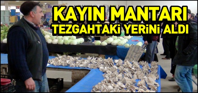 KAYIN MANTARI TEZGAHLARDAKİ YERİNİ ALDI