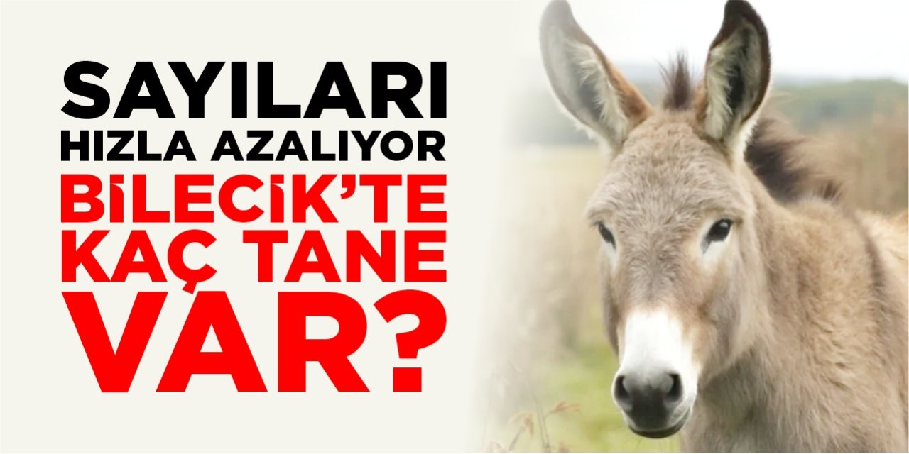 Sayıları hızla azalıyor, Bilecik’te kaç tane var?