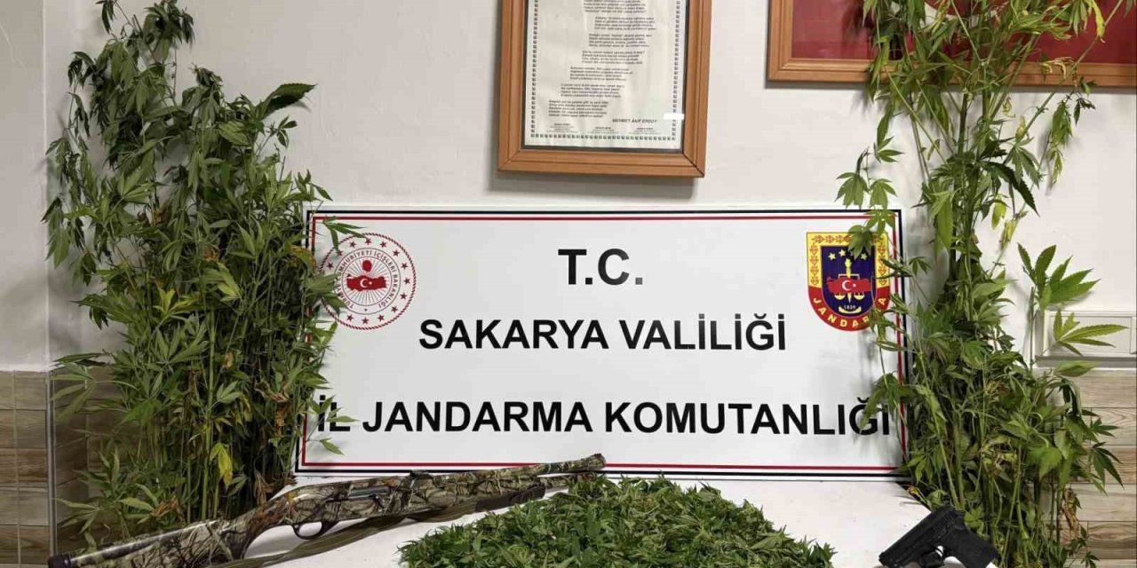Ormanlık Araziden Kenevir Hasat Ederken Suçüstü Yakalanan Şahıs Tutuklandı