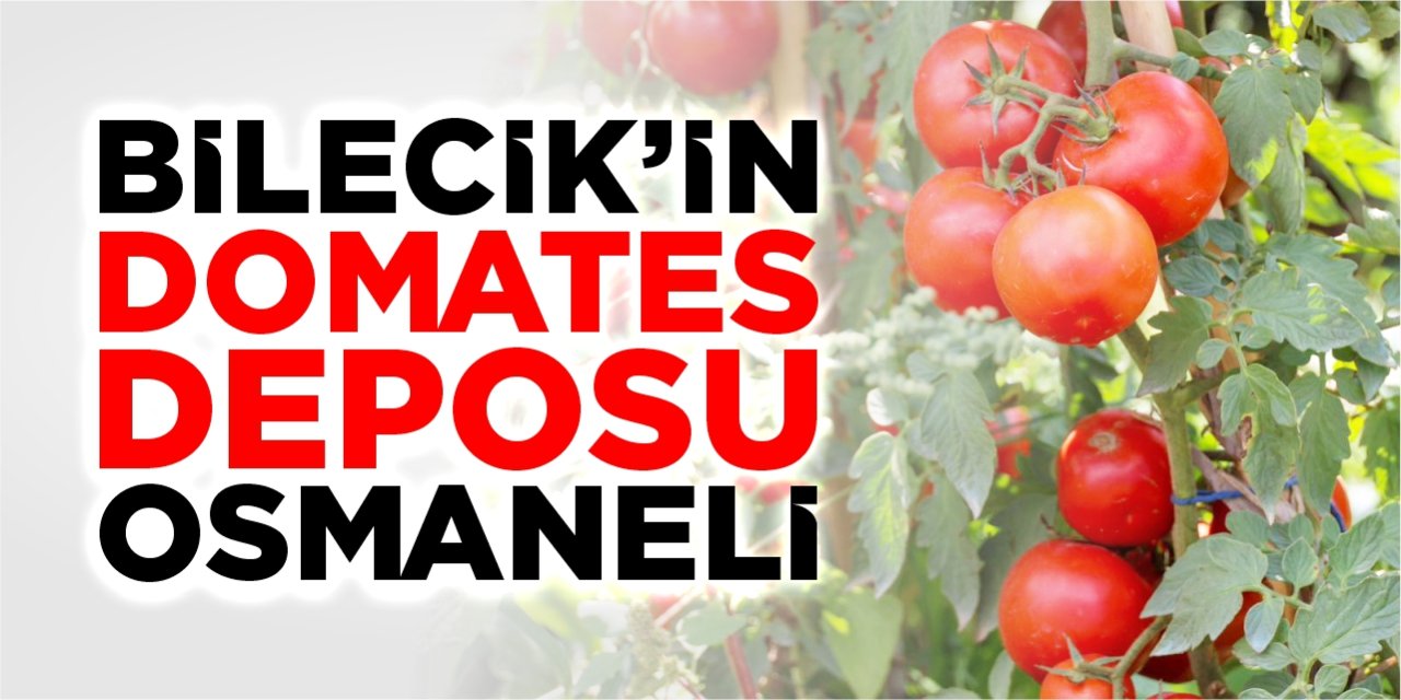 Bilecik’in domates deposu: Osmaneli
