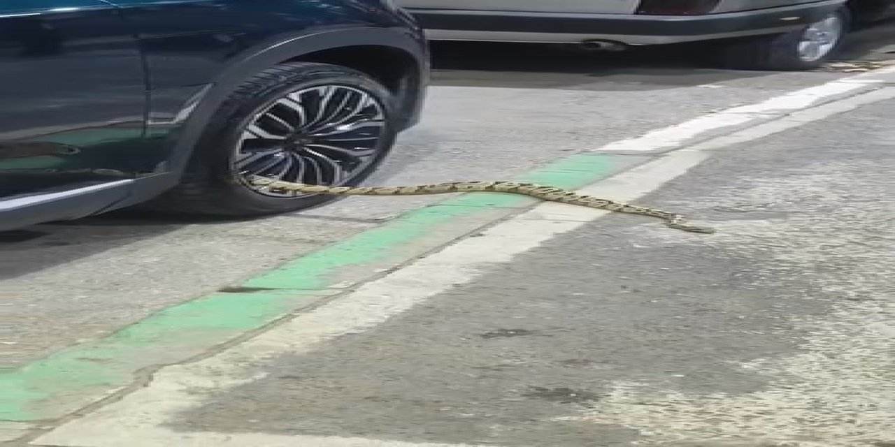Otomobilin Jantından Yılan Çıktı