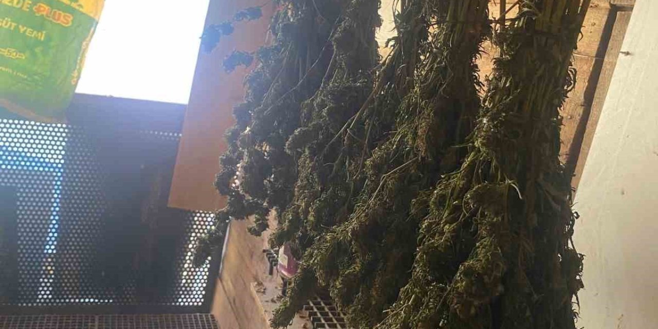 Güvercin Kümesinde Uyuşturucu Ele Geçirildi