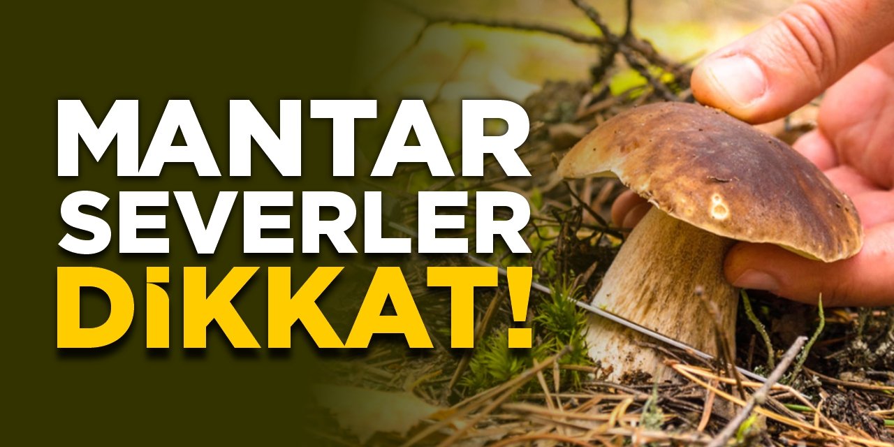 Mantar severler dikkat!