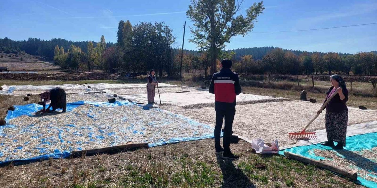 Çerezlik Kabak Hasadı Başladı