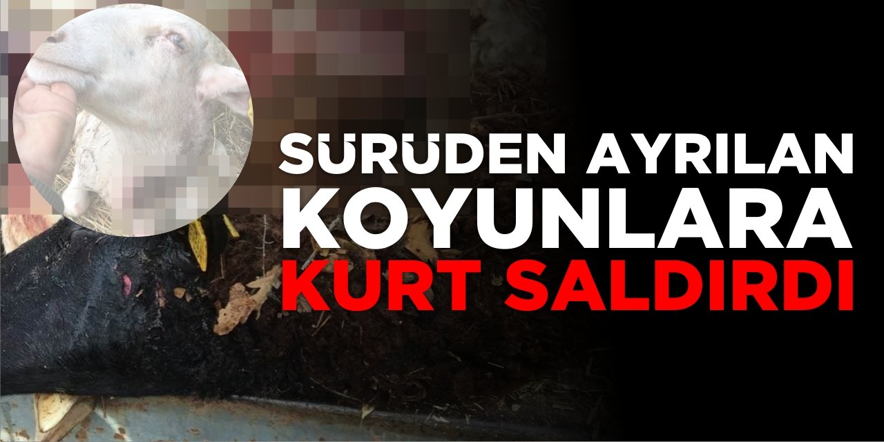 Sürüden Ayrılan Koyunlara Kurt Saldırdı