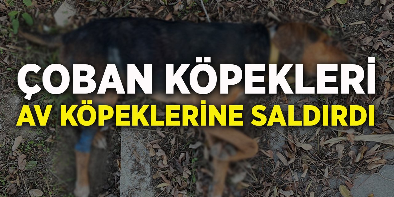 Çoban köpekleri av köpeklerine saldırdı