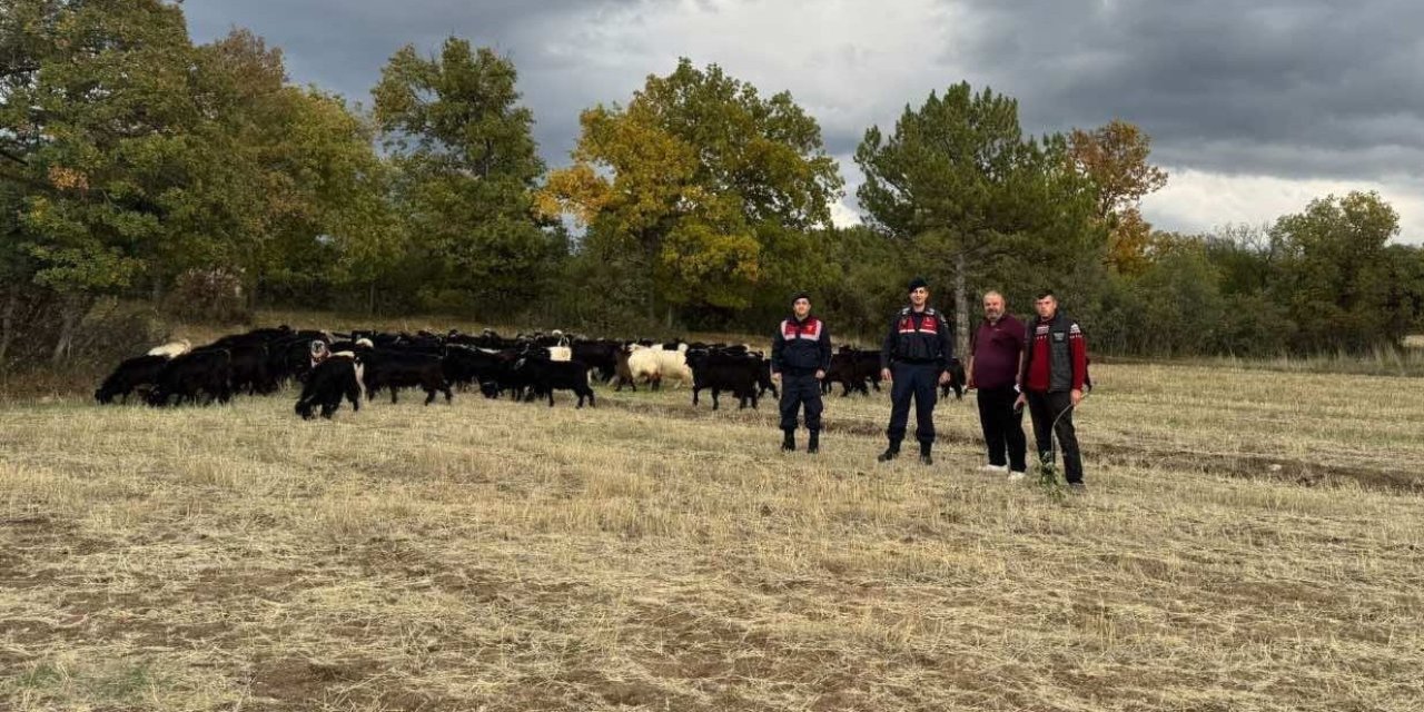 Kayıp 70 Keçiyi Jandarma Buldu