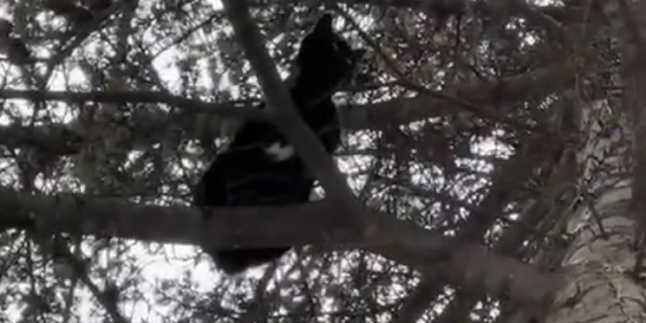 Ağaçta Mahsur Kalan Kedi Kurtarıldı