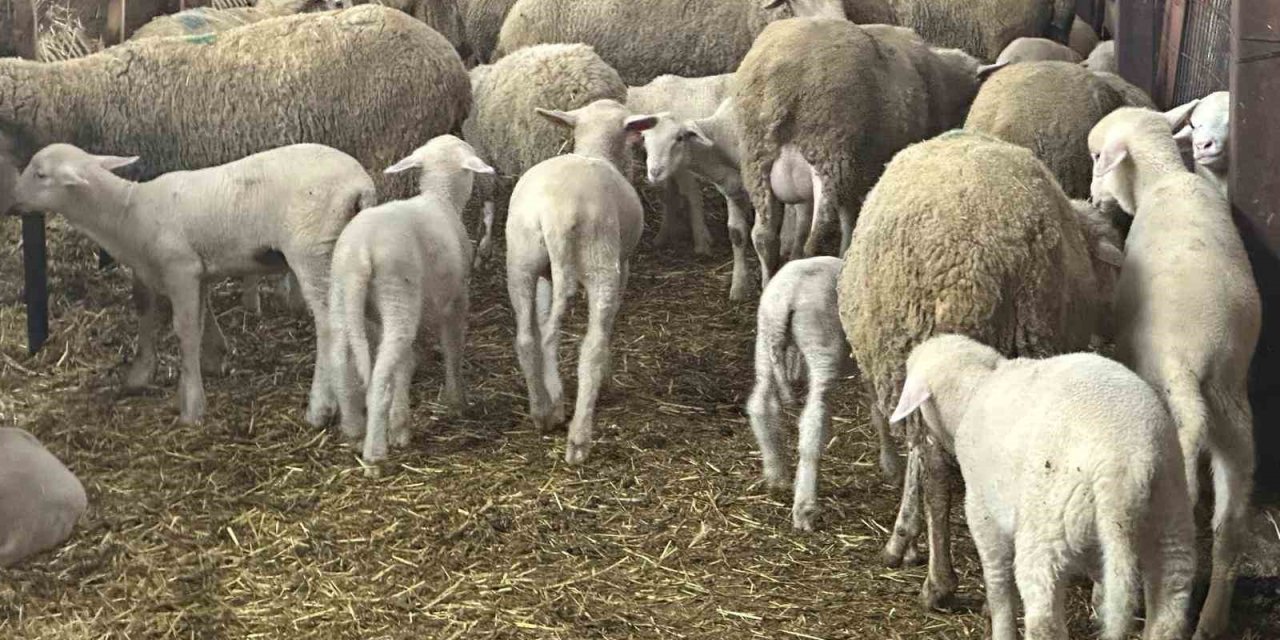 Besiciler Şapın Yol Açtığı Zararların Karşılanmasını İstedi