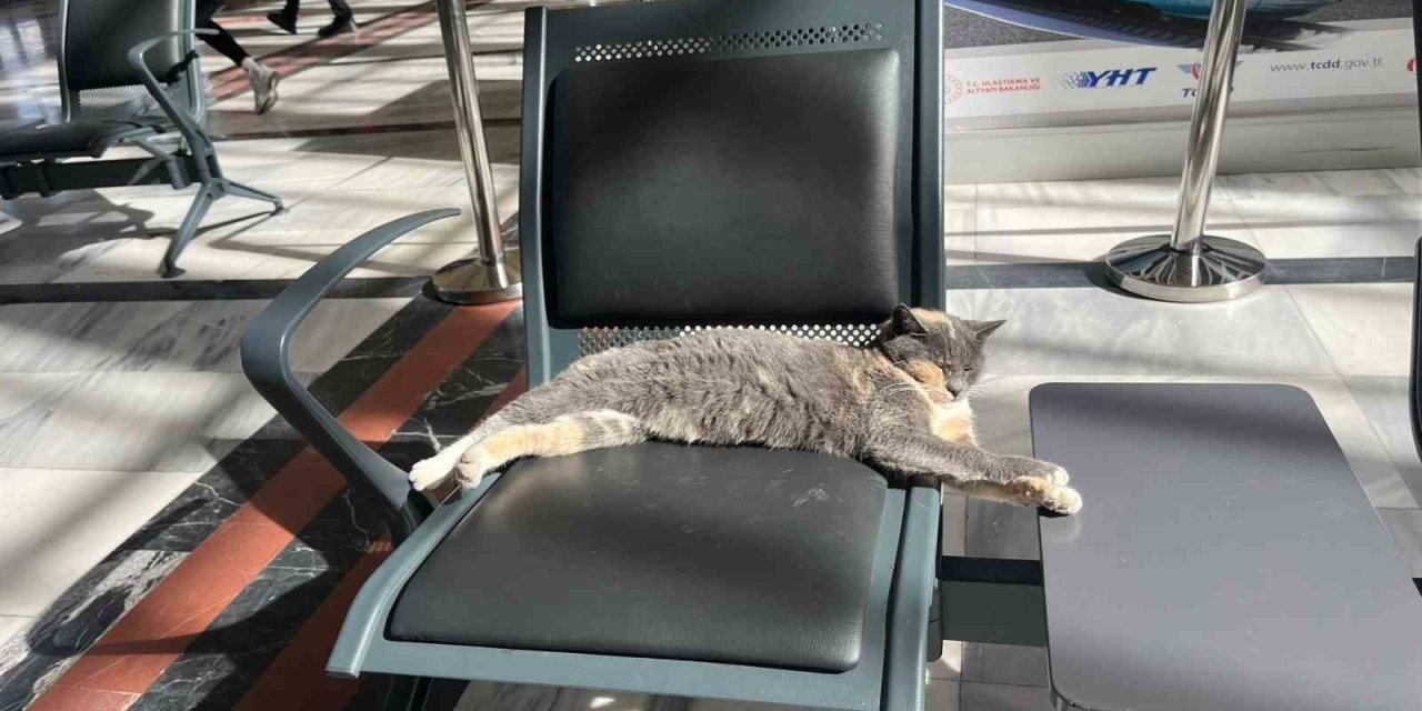 Soğuktan Kaçan Kedi, Gar Koltuğunda Güneş Keyfi Yaptı