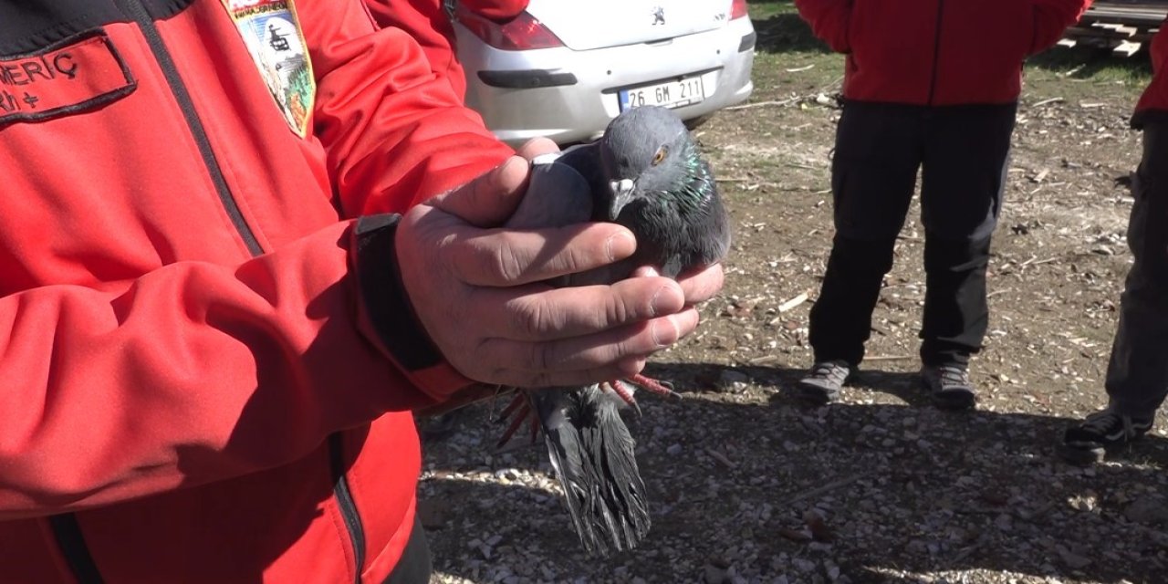 Mahsur Kalan Güvercin Kurtarıldı