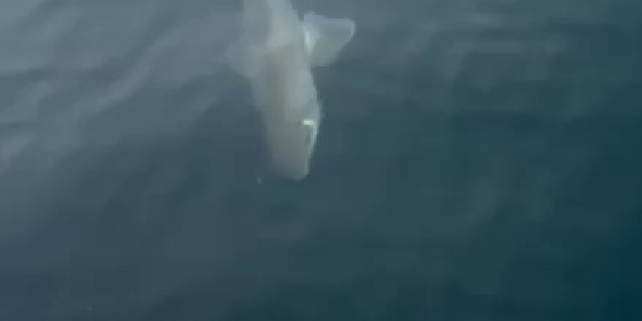 Balıkçıların Oltasına Köpek Balığı Takıldı