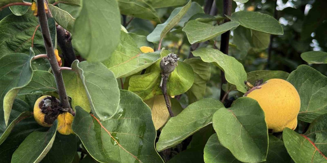 Don Vurdu: 10 Dönüm Tarladan 2 Kasa Ayva Çıktı