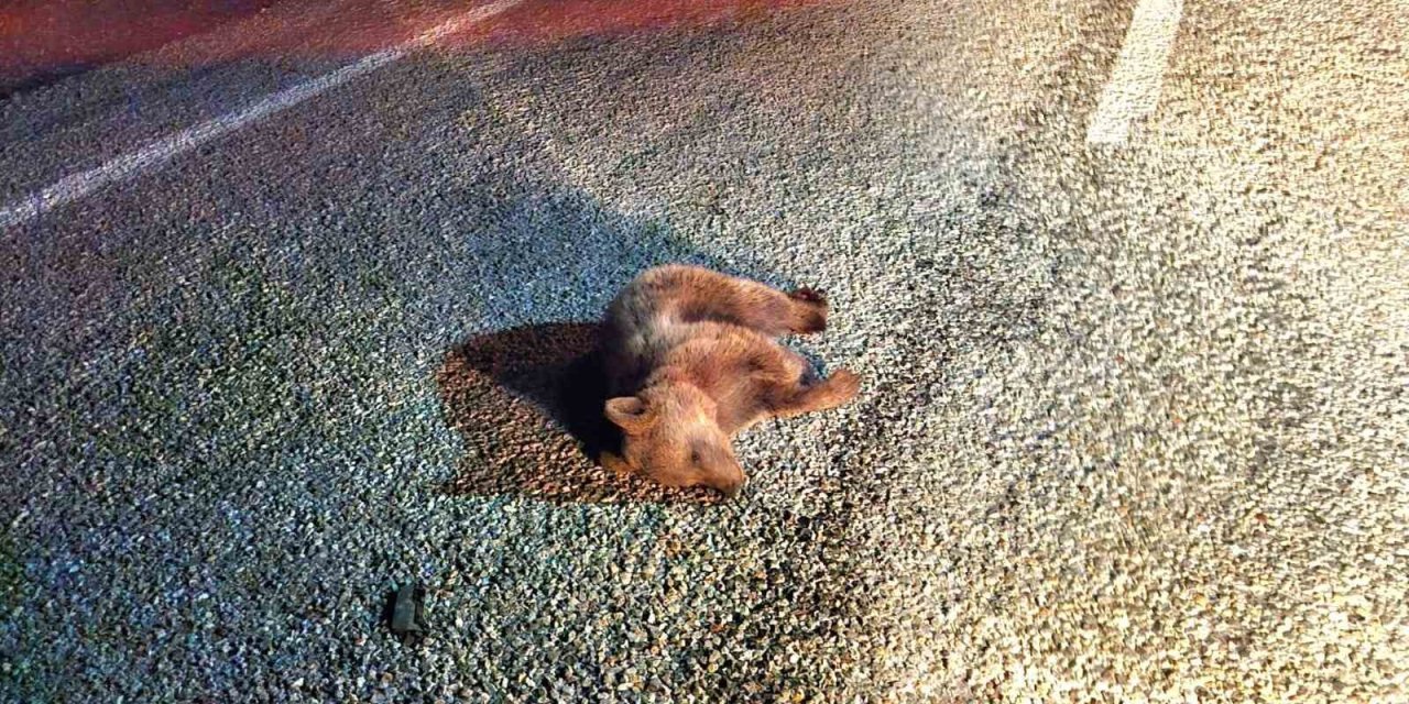 Yavru Ayı Kara Yolunda Telef Oldu
