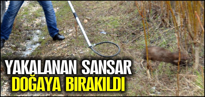 YAKALANAN SANSAR, BELEDİYE EKİPLERİ TARAFINDAN DOĞAYA SALINDI