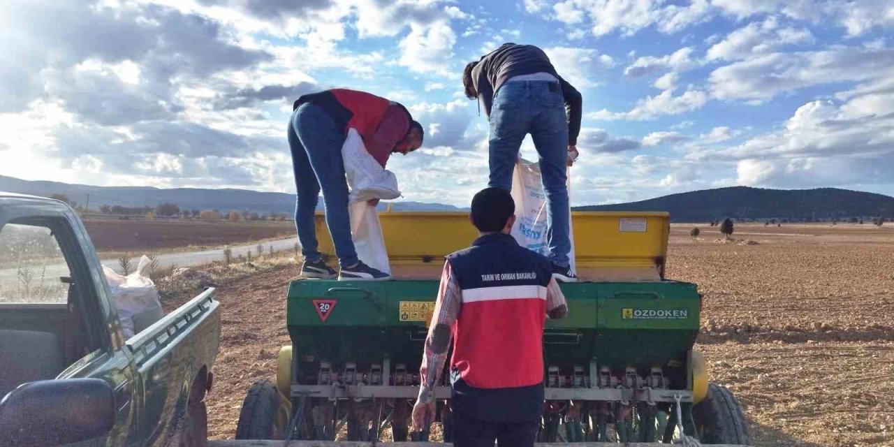Çavdarhisar’da Buğday Ve Tritikale Tohumlarının Ekimi Yapıldı
