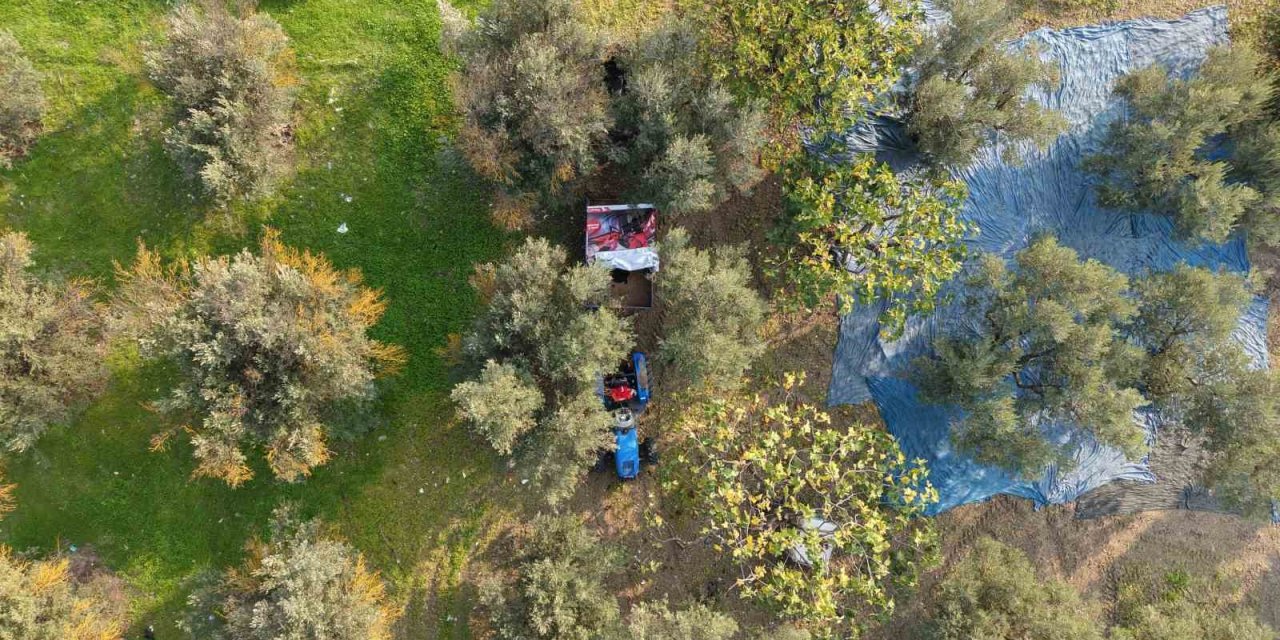 Zeytin Hasadı Başladı