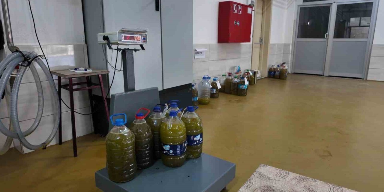 Eskişehir’de Zeytinyağının Soğuk Sıkım Yolculuğu