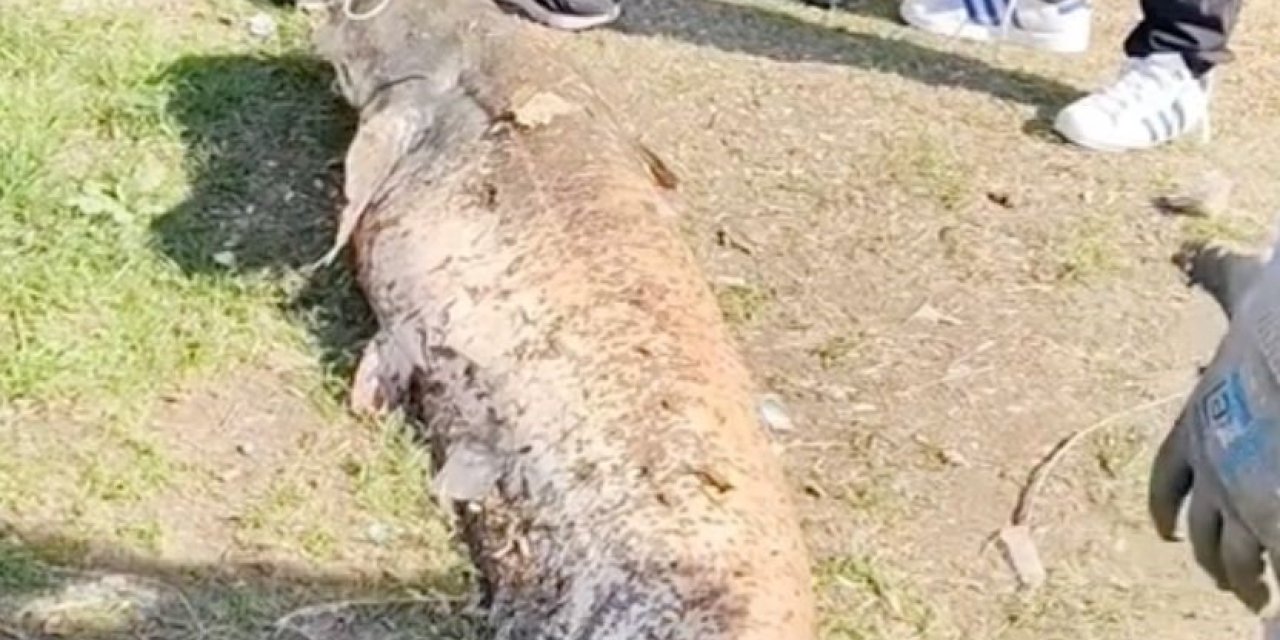 Oltaya Takılan 50 Kiloluk Dev Balık Şaşırttı