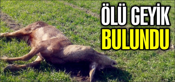 ÖLÜ GEYİK BULUNDU