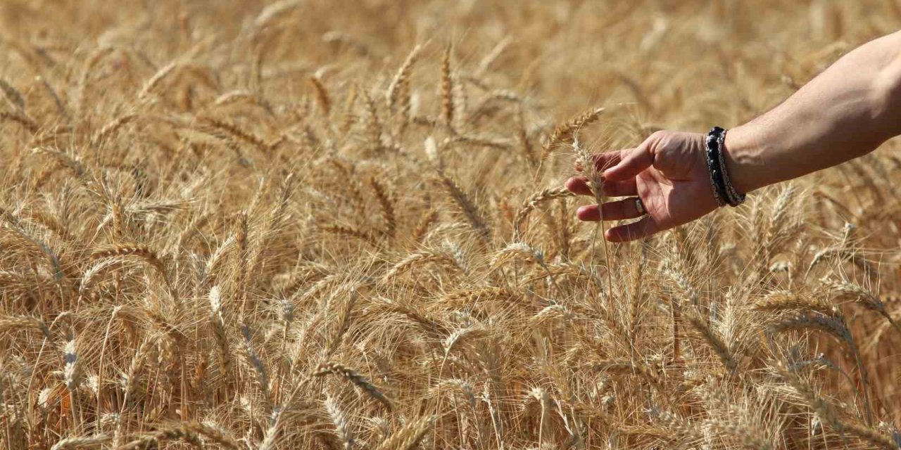 Küresel Tahıl Üretiminde Tüm Zamanların Zirvesi Geliyor