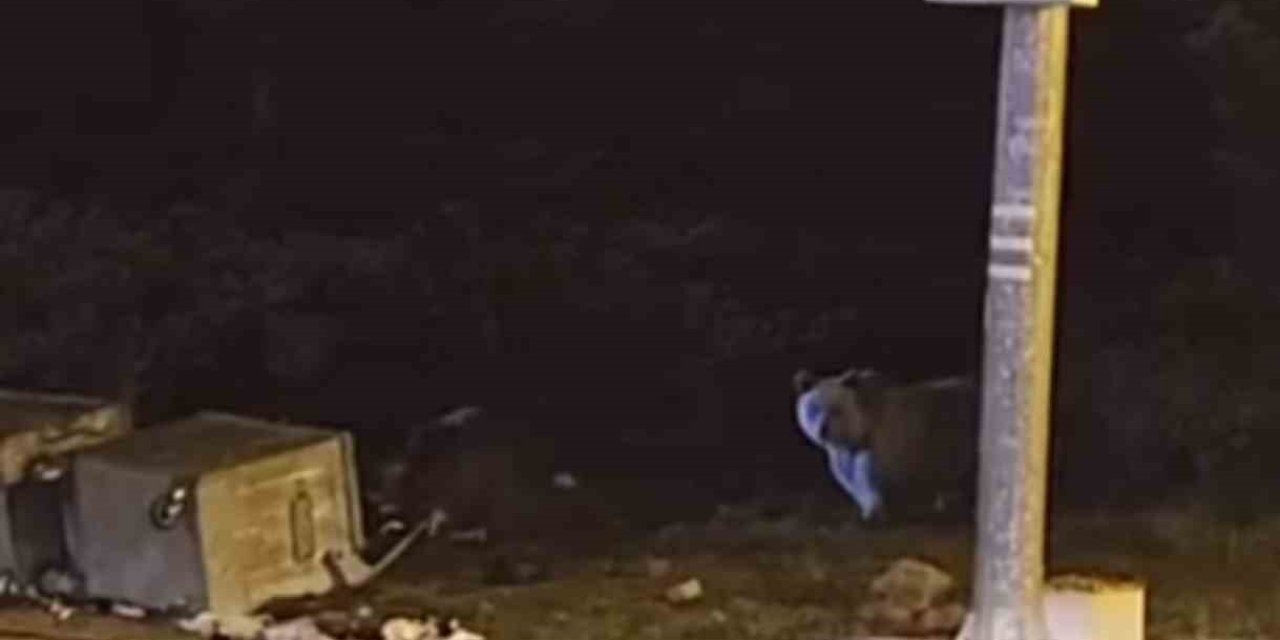 Kış Uykusuna Yatmayan Ayılar, Çöp Konteynerlerini Talan Etti