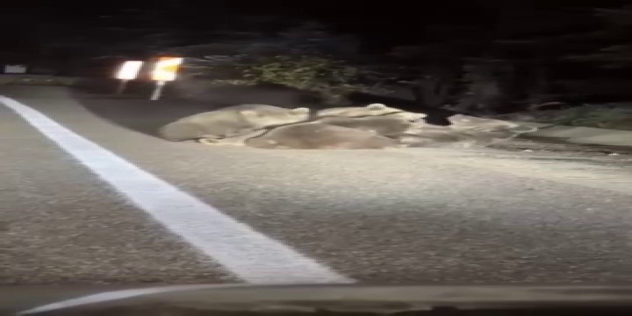 Uludağ’da Vahşi Doğanın En Tatlı Anı... Anne Ayı Yavrularını Emzirirken Görüntülendi