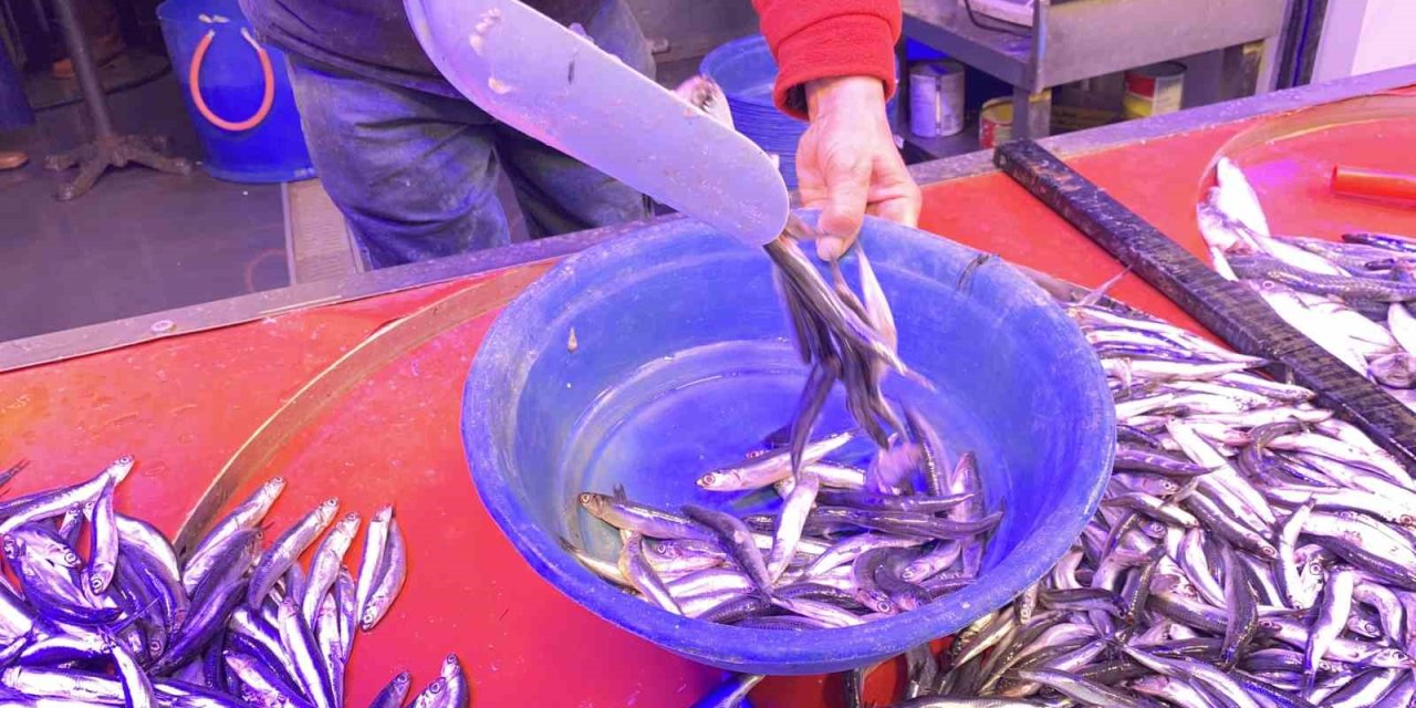 Bollaşan Hamsi Tezgahlarda 100 TL’ye Yer Buldu